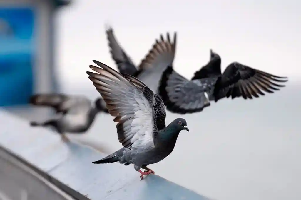 Hnos. Seco especialistas en pinchos anti-palomas